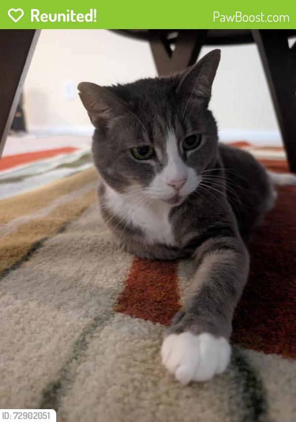 Reunited Female Cat last seen W pear at, Pearland, TX 77581