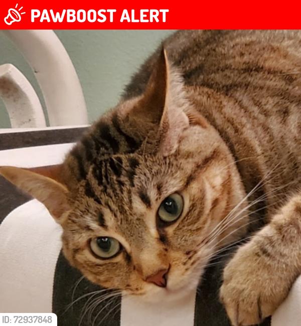 Lost Female Cat last seen Gulf Place off 393 and 30A, Santa Rosa Beach, FL 32459