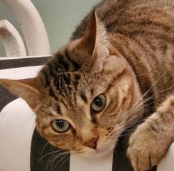 Lost Female Cat last seen Gulf Place off 393 and 30A, Santa Rosa Beach, FL 32459