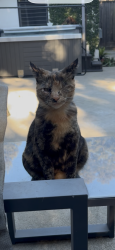 Lost Female Cat last seen Del Rio neighborhood , Modesto, CA 95356