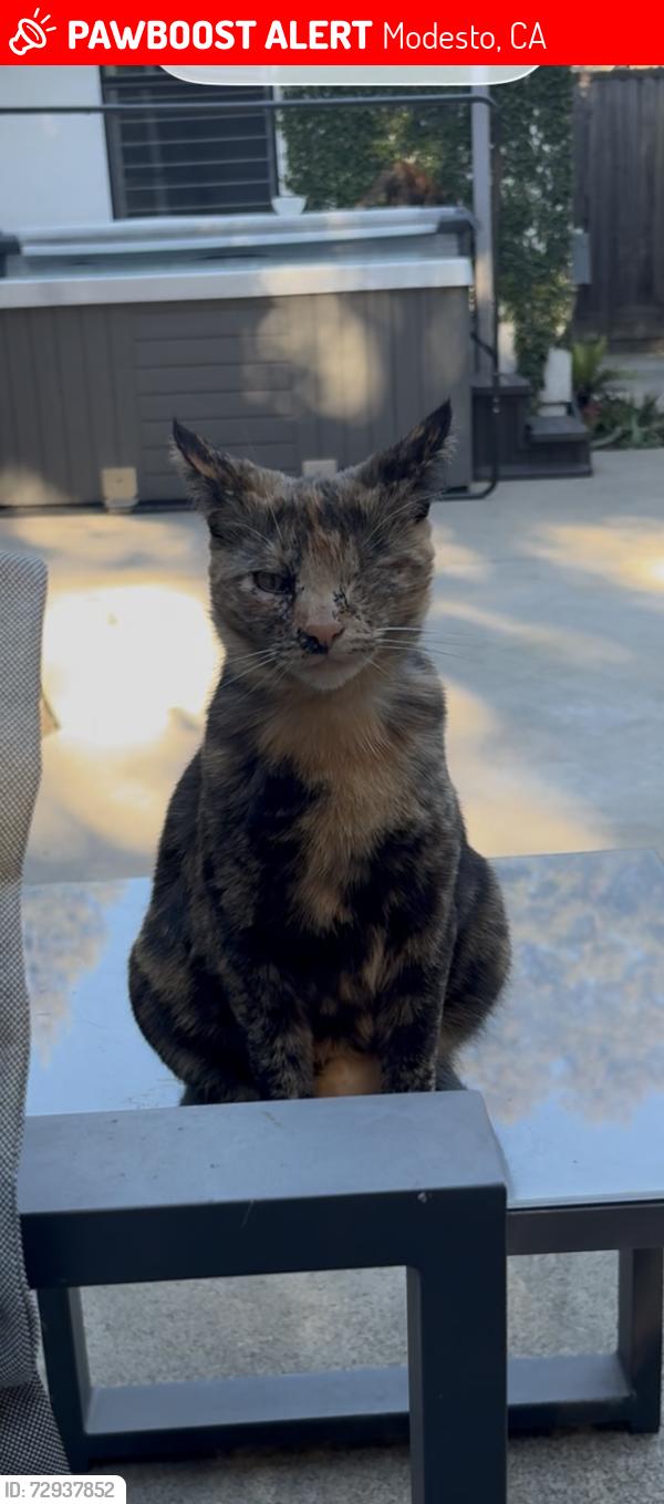 Lost Female Cat last seen Del Rio neighborhood , Modesto, CA 95356