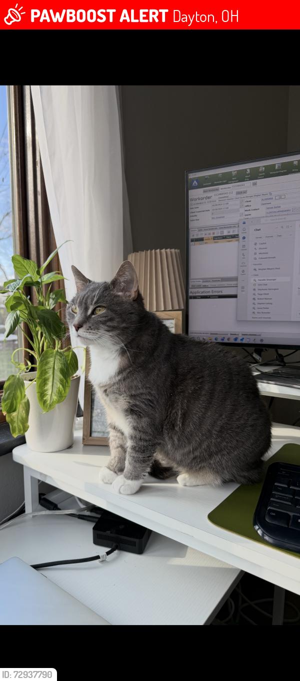 Lost Female Cat last seen Ser ave Dayton Ohio, Dayton, OH 45432