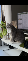 Lost Female Cat last seen Ser ave Dayton Ohio , Dayton, OH 45432