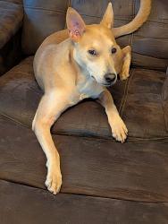 Reunited Female Dog last seen 4th and Osuna, Los Ranchos de Albuquerque, NM 87107