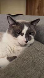 Lost Male Cat last seen harmons on 6200s and Cougar lane, Salt Lake City, UT 84118