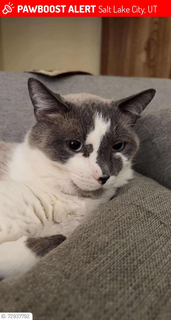 Lost Male Cat last seen harmons on 6200s and Cougar lane, Salt Lake City, UT 84118