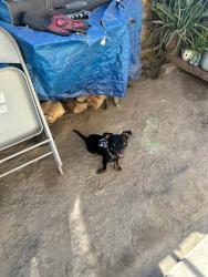 Lost Male Dog last seen State st , San Jacinto, CA 92583
