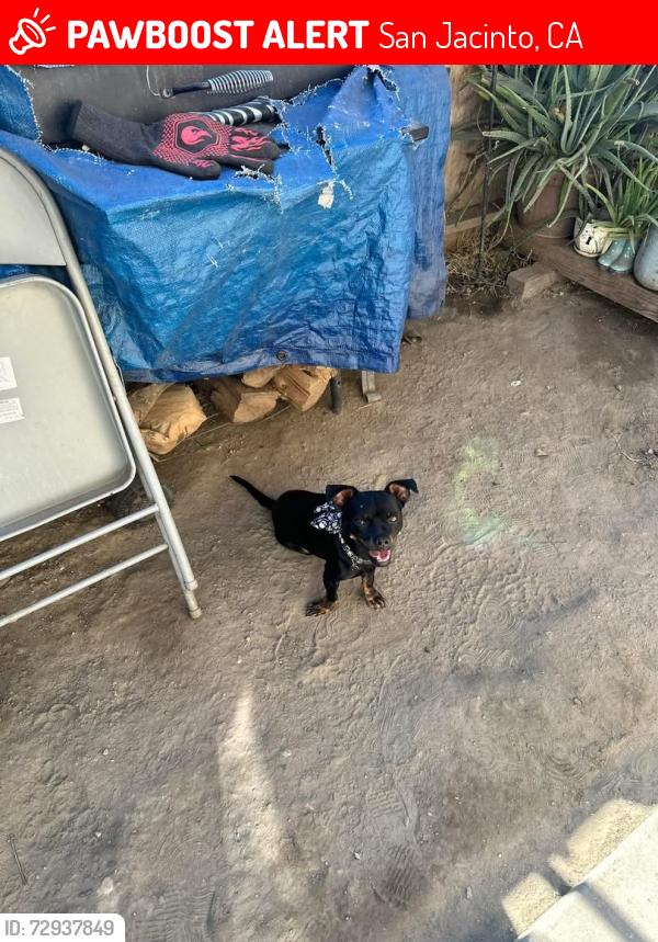 Lost Male Dog last seen State st, San Jacinto, CA 92583