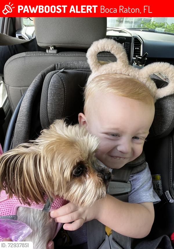 Lost Female Dog last seen New England Ave/Richmond Circle , Boca Raton, FL 33434