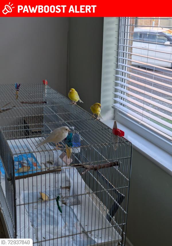 Lost Female Bird last seen Grantham Way and Corwen Drive , Merseyside, England L30