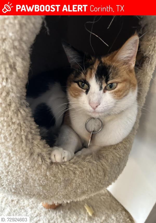 Lost Female Cat last seen Mountainview , Corinth, TX 76210