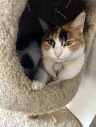 Lost Female Cat last seen Mountainview , Corinth, TX 76210