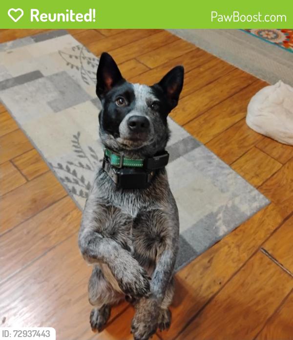 Reunited Male Dog last seen Jackson and Hurban, Masaryktown, FL 34604