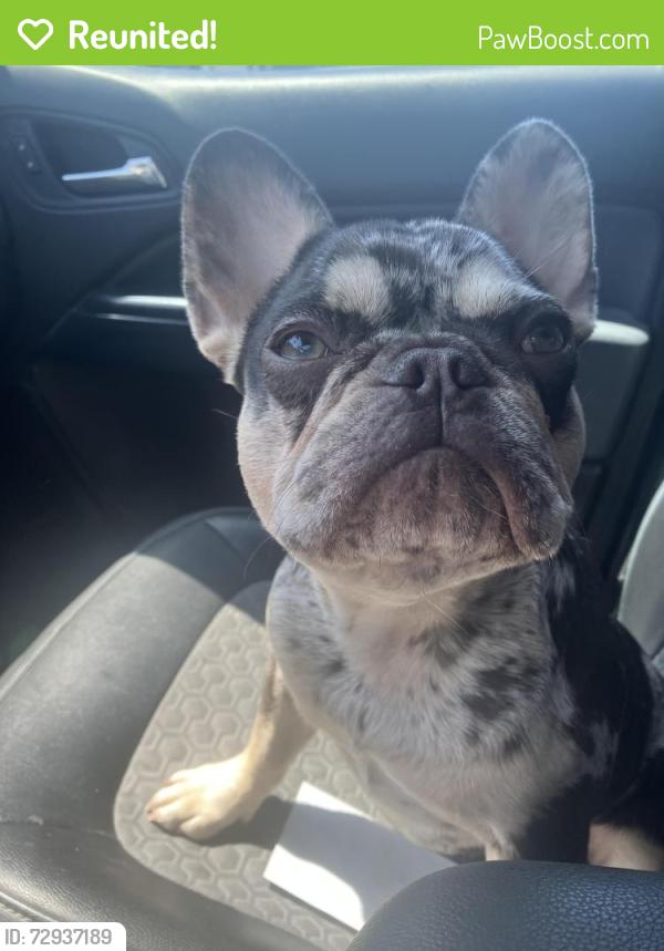 Reunited Female Dog last seen Lambert and Beach Blvd. , La Habra, CA 90631