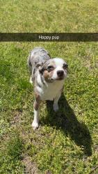 Lost Male Dog last seen McGuire drive , Raleigh, NC 27616