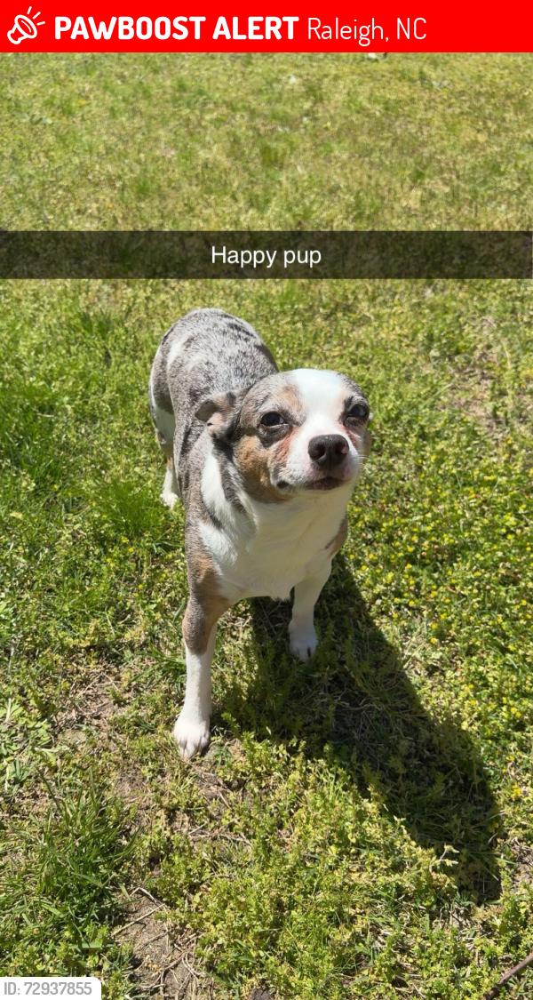 Lost Male Dog last seen McGuire drive , Raleigh, NC 27616