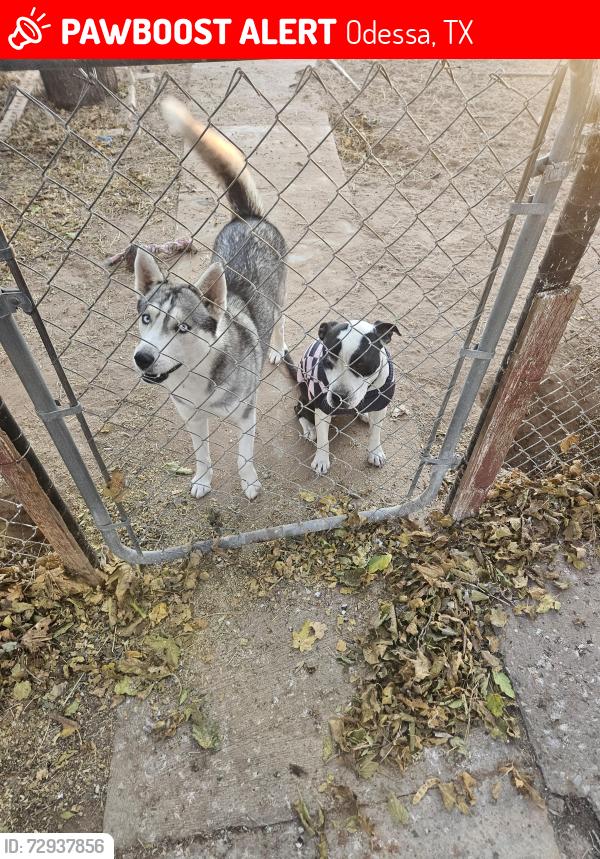 Lost Female Dog last seen W 16th street and loop 338, Odessa, TX 79763