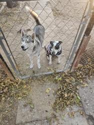 Lost Female Dog last seen W 16th street and loop 338, Odessa, TX 79763