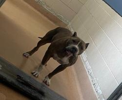 Shelter Stray Male Dog last seen Near Uvada Place, San Diego, CA, 92116, San Diego, CA 92110