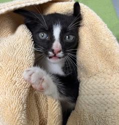 Shelter Stray Male Cat last seen Near Boundary ST, San Diego, CA, 92104, San Diego, CA 92110