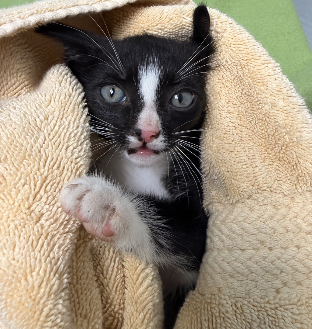 Shelter Stray Male Cat last seen Near Boundary ST, San Diego, CA, 92104, San Diego, CA 92110