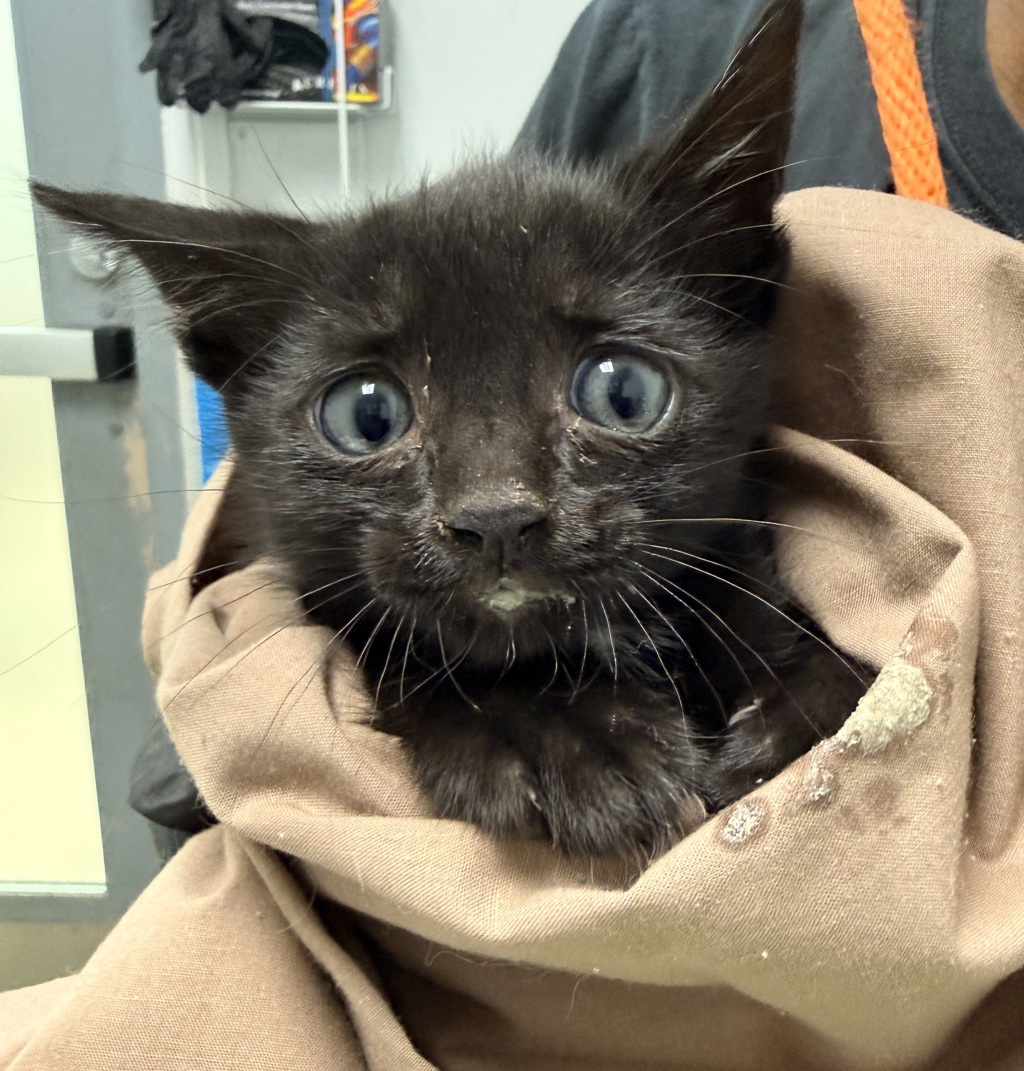 Shelter Stray Male Cat last seen Near Boundary ST, San Diego, CA, 92104, San Diego, CA 92110