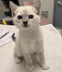 Shelter Stray Female Cat last seen 9th Street, San Diego, CA, 92101, San Diego, CA 92110