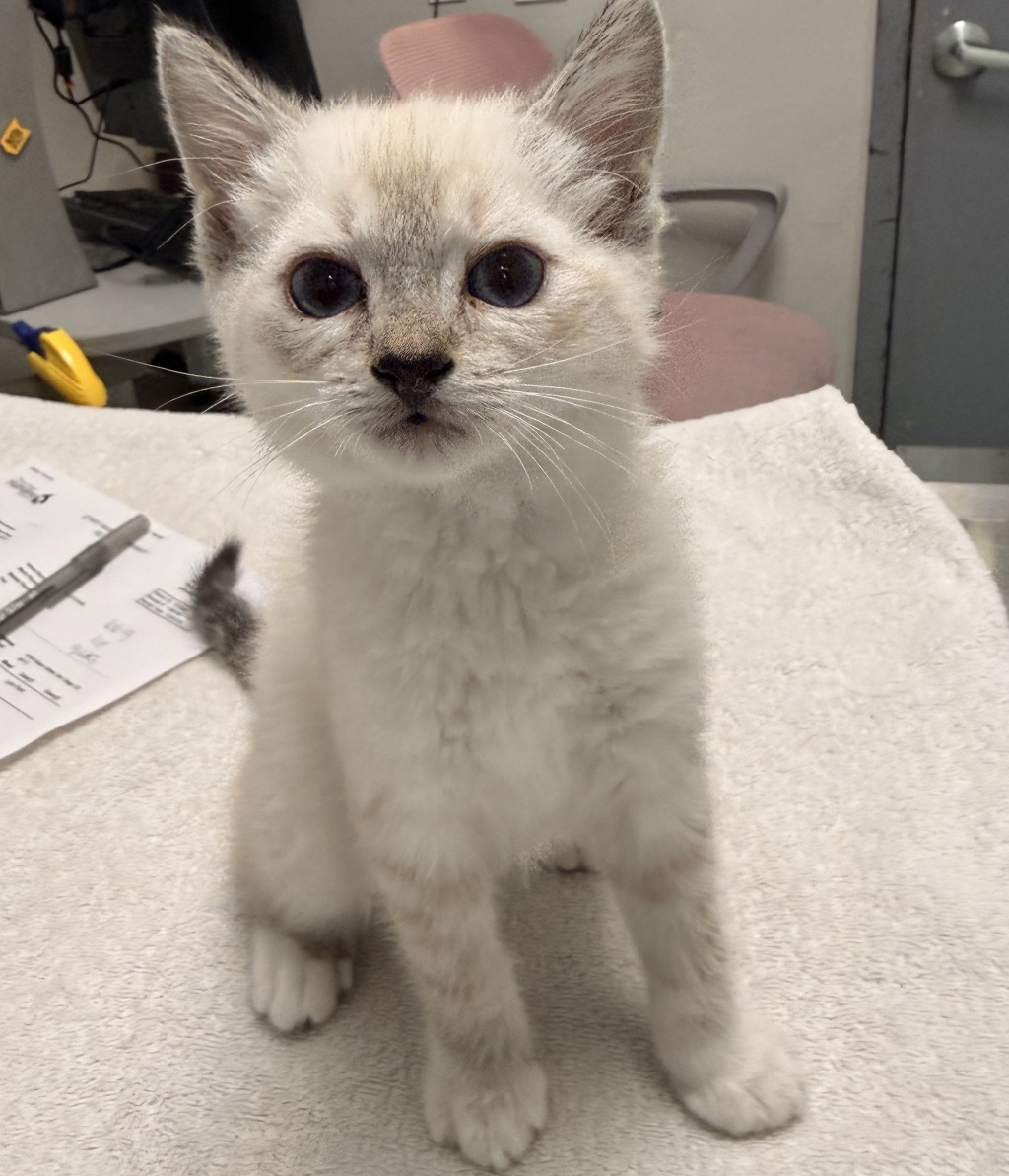 Shelter Stray Female Cat last seen 9th Street, San Diego, CA, 92101, San Diego, CA 92110