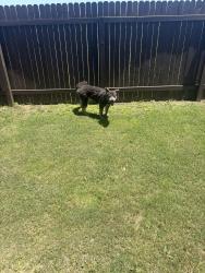 Found/Stray Male Dog last seen Starkight homes model home, Maxwell, TX 78656