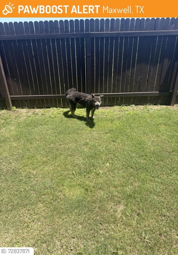 Found/Stray Male Dog last seen Starkight homes model home, Maxwell, TX 78656