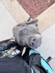 Shelter Stray Male Dog last seen Near Gaines Street, San Diego, CA, 92110, San Diego, CA 92110