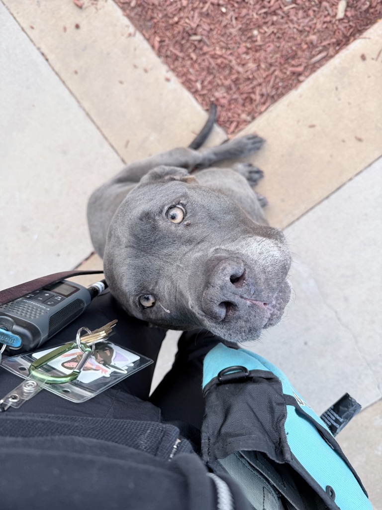 Shelter Stray Male Dog last seen Near Gaines Street, San Diego, CA, 92110, San Diego, CA 92110