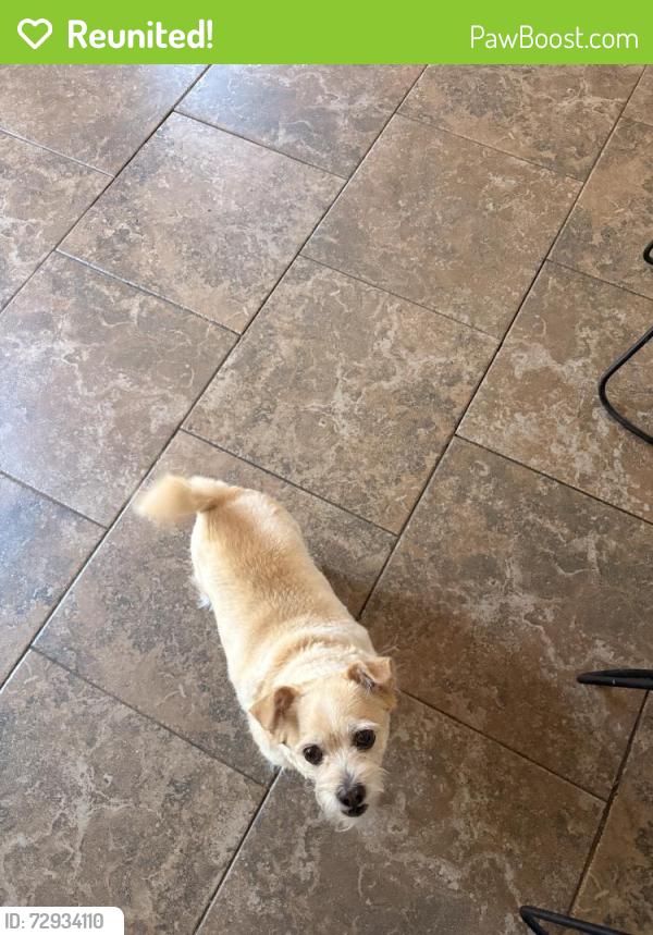 Reunited Female Dog last seen Baldwin, NY, USA, Baldwin, NY 11510