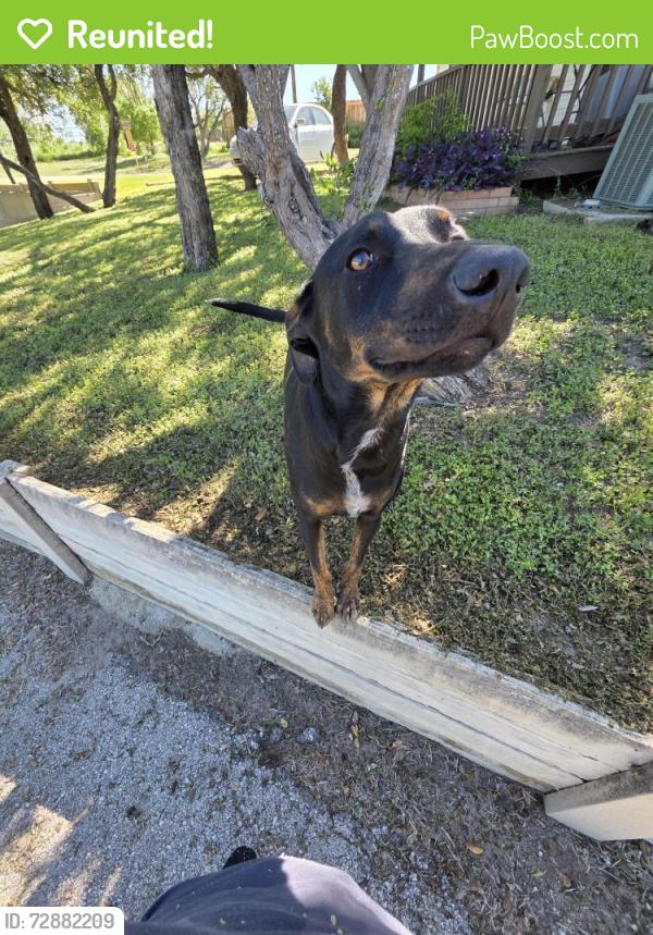 Reunited Unknown Dog last seen Tejas Valley RV Park, San Antonio, TX 78253