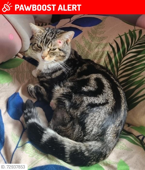 Lost Male Cat last seen Newville drive, Greater Manchester, England M20 4TL