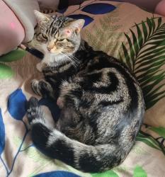 Lost Male Cat last seen Newville drive, Greater Manchester, England M20 4TL