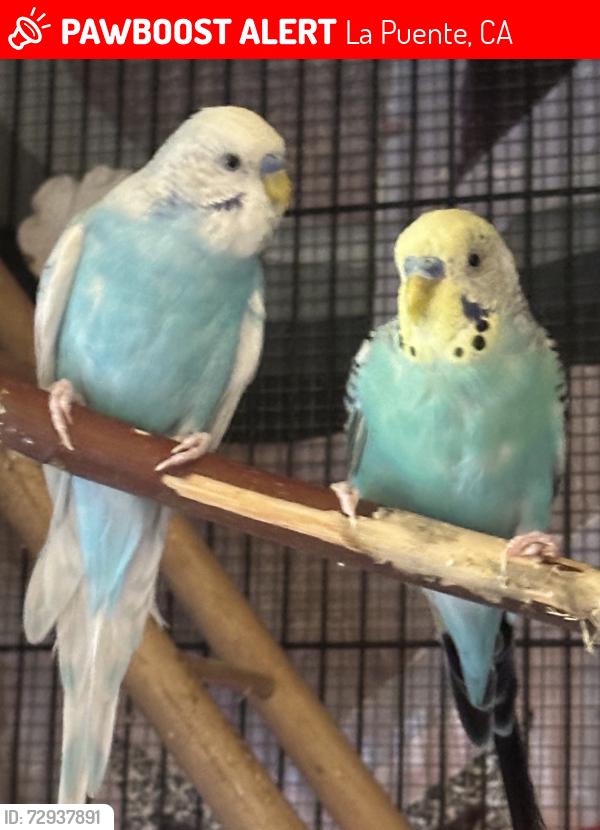 Lost Male Bird last seen Van wig elementary, La Puente, CA 91790
