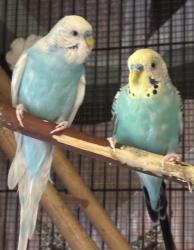 Lost Male Bird last seen Van wig elementary, La Puente, CA 91790