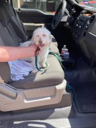 Reunited Unknown Dog last seen Harvest Hill and Drexelwood Dallas 75244, Dallas, TX 75244