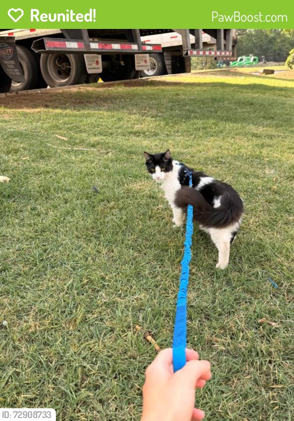 Reunited Male Cat last seen Nearby Address: 1607-1577 Hurricane Shoals Rd NE, Dacula, GA 30019, Dacula, GA 30019