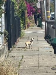 Found/Stray Unknown Dog last seen 47th and Market St, Oakland, CA 94608
