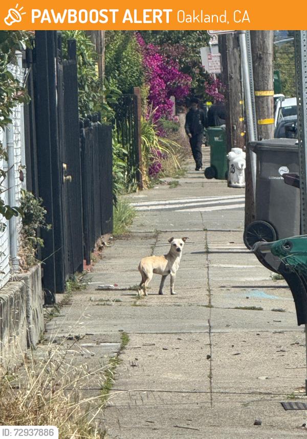 Found/Stray Unknown Dog last seen 47th and Market St, Oakland, CA 94608