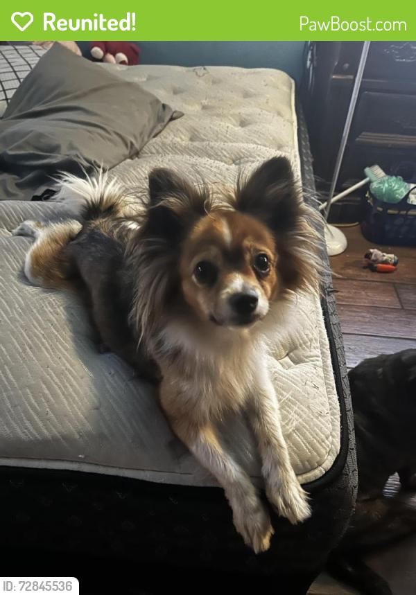 Reunited Female Dog last seen Linden ave and Hawthorne ave, Bloomington CA , Bloomington, CA 92316