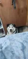 Reunited Male Dog last seen Garth Rd , pruett, main st, Baytown, TX 77521