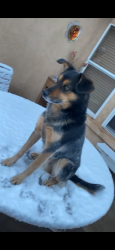 Reunited Male Dog last seen Mayfair 86th st sw , Albuquerque, NM 87121