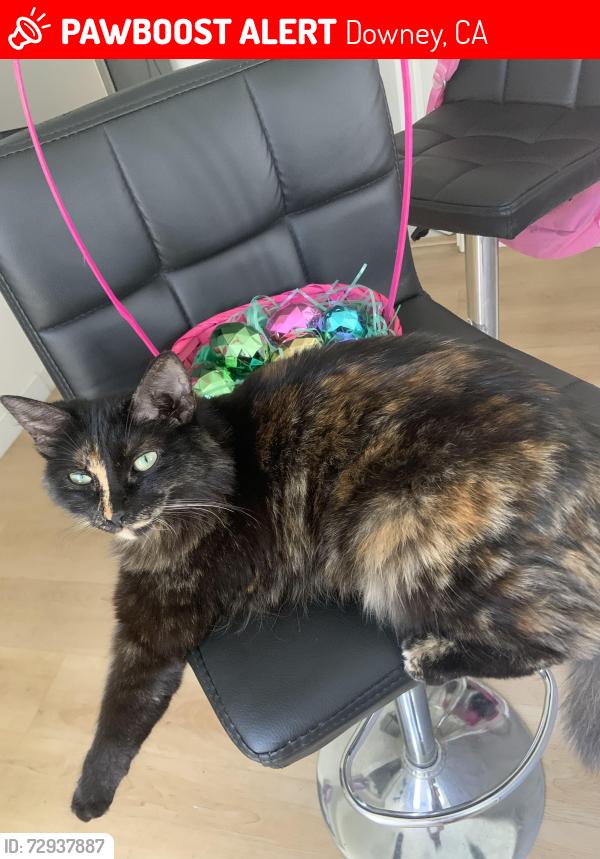 Lost Female Cat last seen Telegraph and metro , Downey, CA 90670