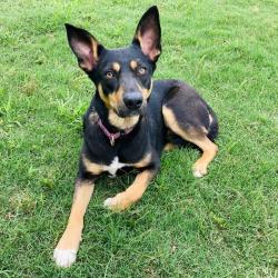 Shelter Stray Female Dog last seen , Cabot, AR 72007
