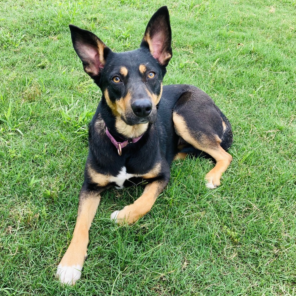 Shelter Stray Female Dog last seen , Cabot, AR 72007