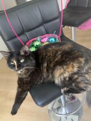 Lost Female Cat last seen Telegraph and metro , Downey, CA 90670