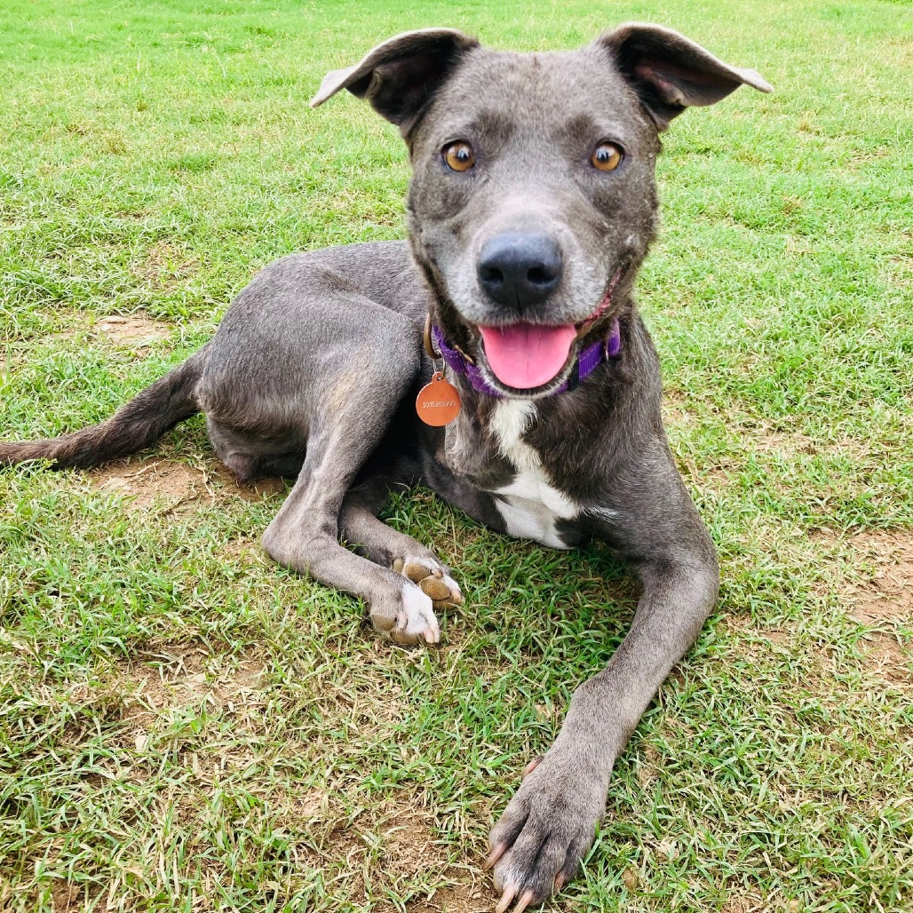 Shelter Stray Female Dog last seen , Cabot, AR 72007
